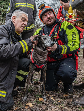 Vigili del fuoco salvano un cane caduto nella Dora Riparia